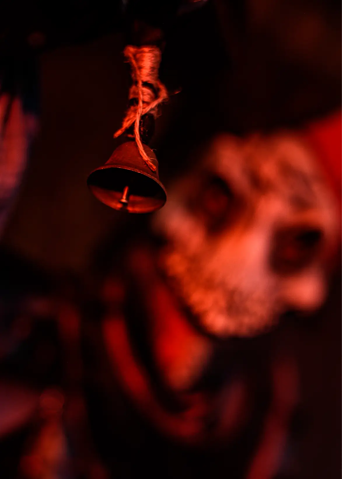 Castle Dark - spooky character haunting the park 2025