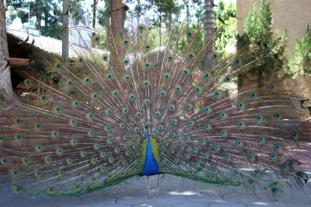 kevin the peacock