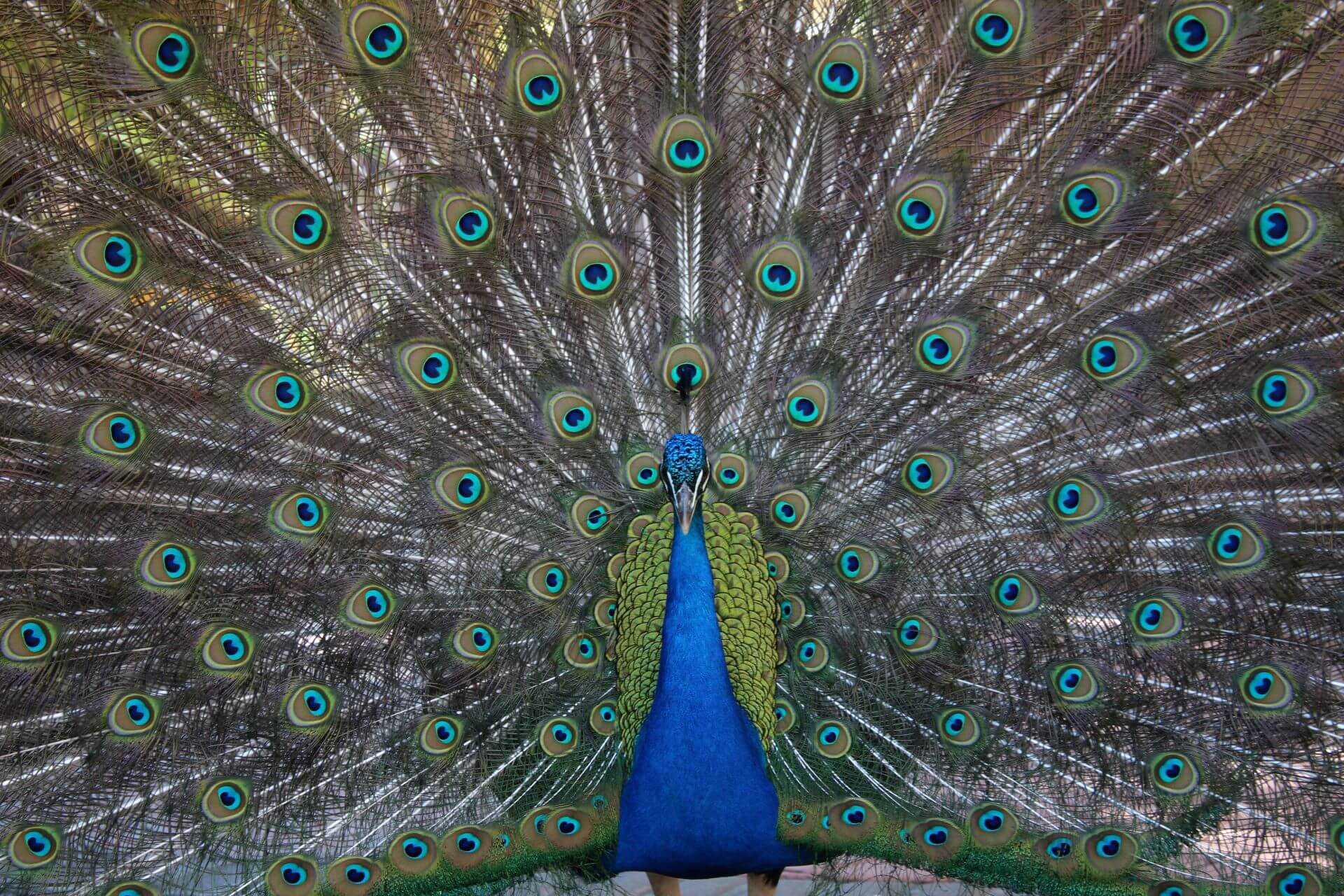 kevin the peacock